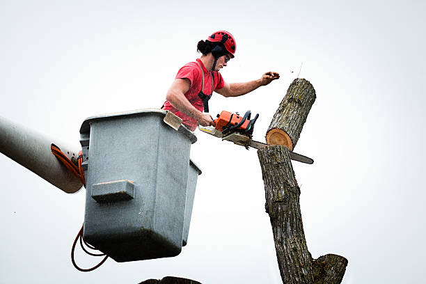 Best Hazardous Tree Removal  in USA